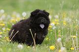 CHOW CHOW 481